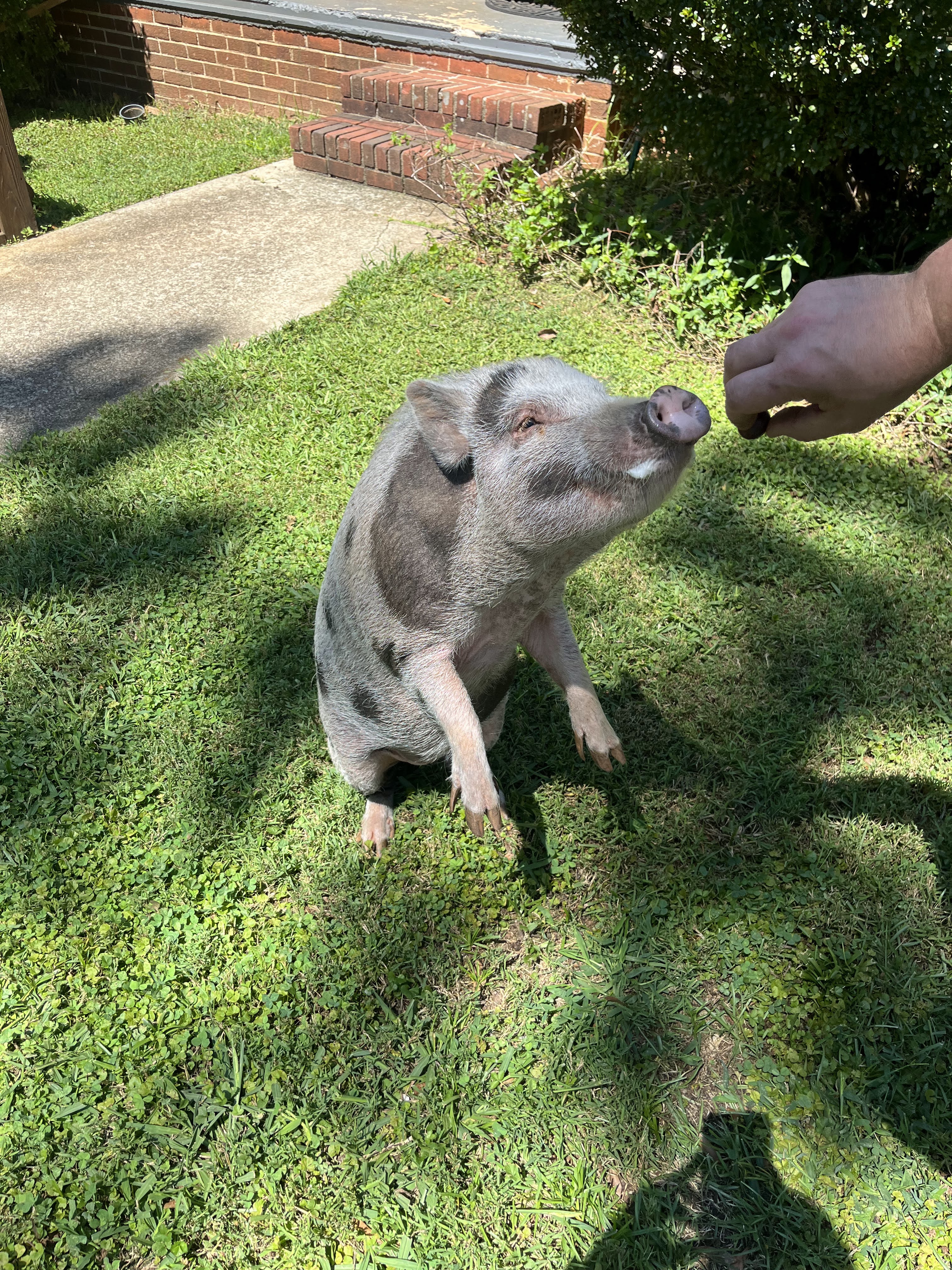 Some Pig – Cardinal Confidence: A Passion Project